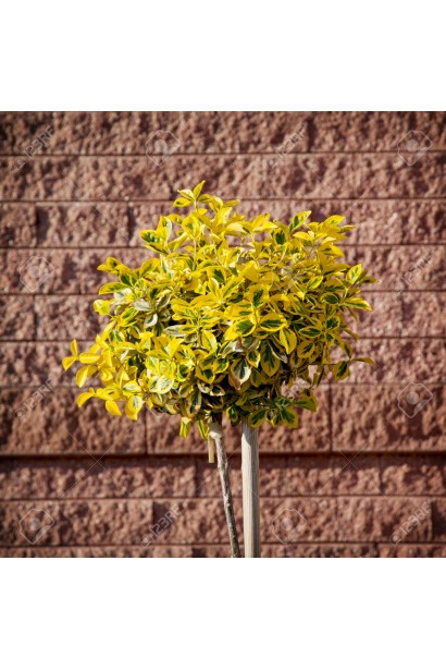 Бруслина Форчуна Емеральд енд Голд на штамбі кругляста форма крони